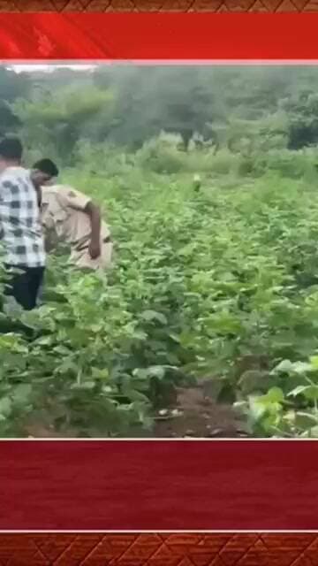 डूंगरपुर में कपास की आड़ में 40 लाख के गांजे की खेती #shorts #viral #reels #dungarpur