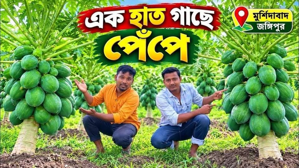 এক হাত গাছে কি পরিমান পেঁপে …..