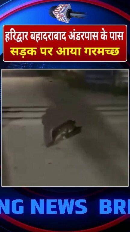हरिद्वार में सड़क पर दिखा मगरमच्छ,रोहालकी रोड बहादराबाद अंडरपास का वीडियो वायरल
