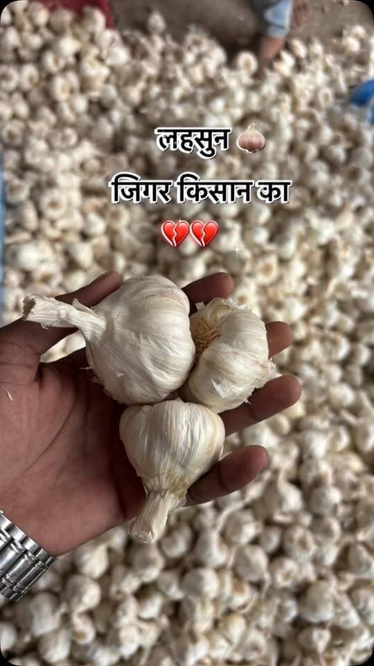 कितना लहसुन बचा हुआ है आपके पास कॉमेंट में बताओ
#viralreels #viralreelsvideo #trending #reelkarofeelkaro #mandibhavkalapipal