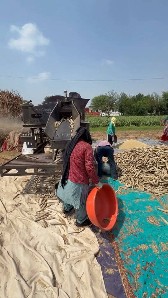 बाजरे की 333 वेरायटी
आज हार्वेस्टिंग
#reel #alwar #bajra