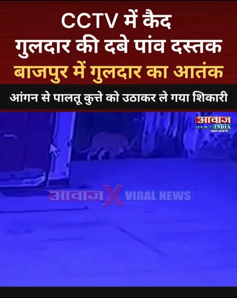 #बाजपुर में CCTV में कैद #गुलदार की दबे पांव दस्तक, आंगन से पालतू कुत्ते को उ#ठाकर ले गया शि#कारी
#AwaazIndiaDigital #Uttarakhand #Bazpur #Leopard #ViralVideo TrendingNews