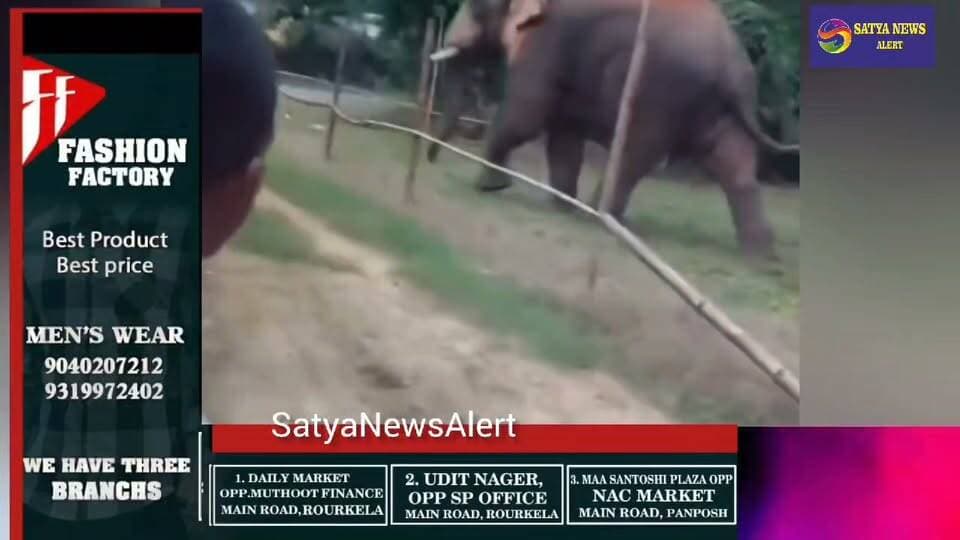 Bonai Forest Division Cracks Down on Illegal Bamboo Shoot Trade; 70 Kg Seized in Surprise Raids, Forest Mafia Members Flee
Bamboo Shoots Protected for Elephants. Bonai Forest Department Intensifies Enforcement Drive to Safeguard Wildlife Food Sources .#banai #odisha
