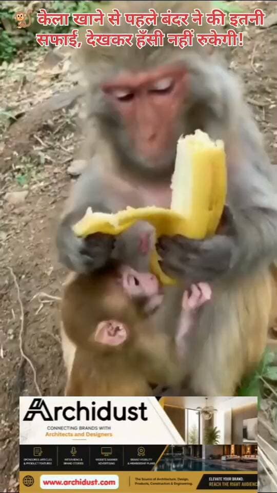 🐒 केला खाने से पहले बंदर ने की इतनी सफाई, देखकर हँसी नहीं रुकेगी!
एक वीडियो सोशल मीडिया पर तेज़ी से वायरल हो रहा है, जिसमें एक बंदर (Monkey) केला खाने से पहले उसके धागे (Strings) इतनी बारीकी (Meticulously) से हटाता है – जैसे कोई शेफ हो। यह नज़ारा इतना मज़ेदार और प्यारा है कि देखने वाले हँसते-हँसते लोटपोट हो जाते हैं।
👉 www.bharatnamanews.com
#Monkey #Banana #ViralVideo #Funny #SmartAnimal #BharatNamaNews #हिंदीसमाचार #बंदर #केला #मज़ेदार #वायरल #हंसी