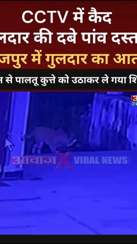 बाजपुर में CCTV में कैद गुलदार की दबे पांव दस्तक, आंगन से पालतू कुत्ते को उठाकर ले गया शिकारी
#AwaazIndiaDigital #Uttarakhand #Bazpur #Leopard #ViralVideo TrendingNews