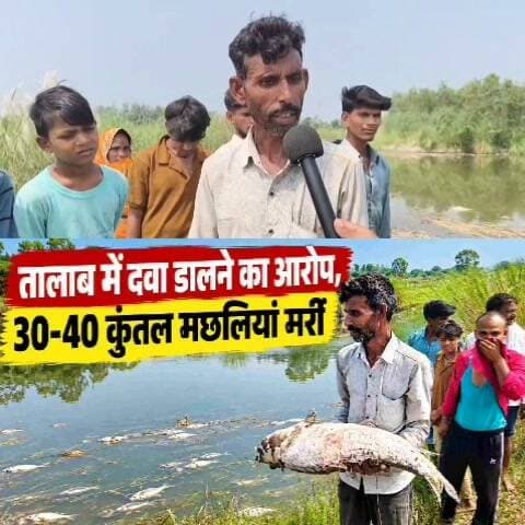तालाब में जहरीली दवा डालने का आरोप, 30–40 कुंतल मछलियां मरीं किसान पर टूटा दुखो का पहाड़
तीन साल की मेहनत पर फिरा पानी, रामपाल के परिवार पर टूटा आर्थिक संकट; प्रशासन से मदद की गुहार
कासगंज। मानपुर नगरिया गांव में तालाब में कथित रूप से दवा डालने के बाद बड़ी संख्या में मछलियों के मरने का मामला सामने आया है। पीड़ित रामपाल के मुताबिक तालाब में करीब 30–40 कुंतल मछलियां थीं। वह पिछले तीन वर्षों से मछली पालन कर परिवार का भरण-पोषण कर रहे थे।
रामपाल का आरोप है कि 18 सितंबर को अज्ञात व्यक्ति ने तालाब में दवा डाल दी, जिसके बाद बड़ी संख्या में मछलियां मर गईं। उन्होंने पुलिस चौकी और मत्स्य विभाग को सूचना दी। बाद में चौकी प्रभारी आशीष राय ने मौके पर पहुंचकर निरीक्षण किया और जांच का आश्वासन दिया।
रामपाल ने बताया कि तालाब 30 हजार रुपये सालाना के पट्टे पर लिया था और मछली पालन ही परिवार की आय का प्रमुख साधन था। बेटी की शादी भी तय है, ऐसे में अचानक हुए नुकसान से परिवार के सामने आर्थिक संकट खड़ा हो गया है।
पीड़ित ने प्रशासन से मामले की जांच, दोषी का पता लगाने, नुकसान का आकलन और आर्थिक सहायता की मांग की है। मछलियों की मौत का वास्तविक कारण जांच के बाद ही स्पष्ट होगा।
#कासगंज #मानपुरनगरिया #मछलीपालन #तालाब #मछलियोंकीमौत #आर्थिकसंकट #प्रशासन #जांच #KasganjNews #LocalNews