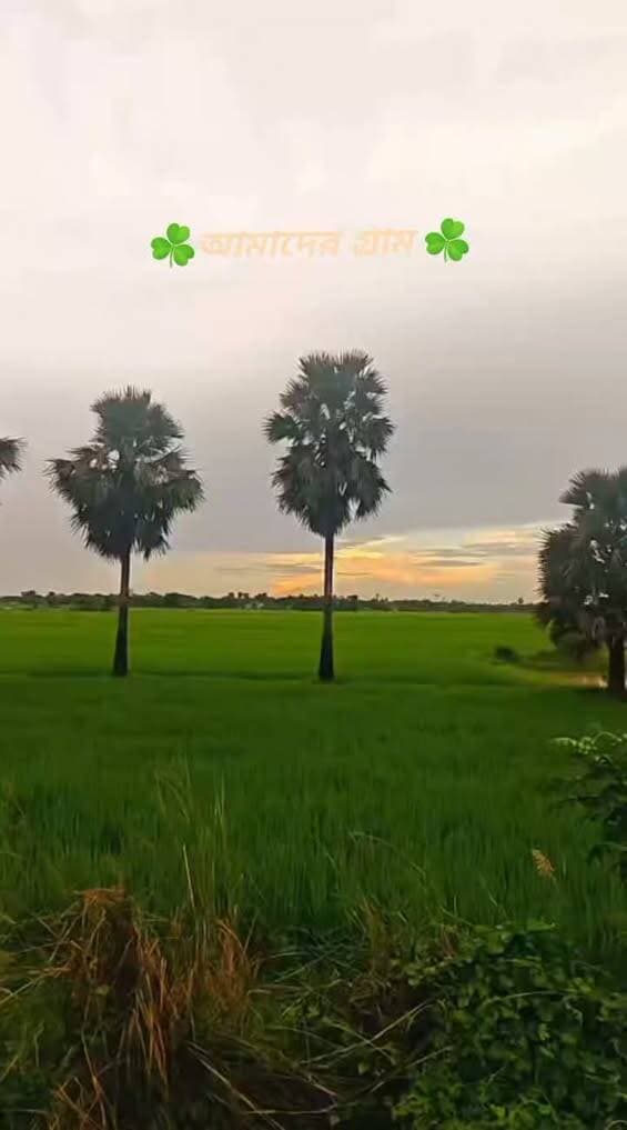 খুন সুন্দর এক গ্রামের ভিডিও
https://www.facebook.com/share/r/1Dfk4CsaPP/