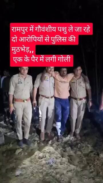 रामपुर में गौवंशीय पशु ले जा रहे दो आरोपियों से पुलिस की मुठभेड़,, एक के पैर में लगी गोली