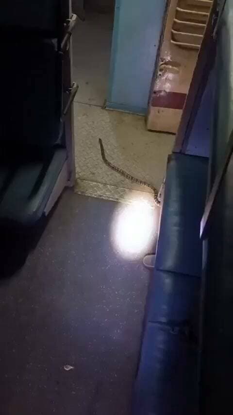 कटिहार एक्सप्रेस के स्लीपर कोच में घुसा सांप, सीट के नीचे से निकला तो मच गई चीख-पुकार, वीडियो वायरल
चलती ट्रेन… स्लीपर कोच… और अचानक सीट के नीचे से निकलता लंबा सांप। कुछ ऐसा ही डराने वाला वीडियो सोशल मीडिया पर तेजी से वायरल हो रहा है। दावा किया जा रहा है कि यह वीडियो रात में कोलकाता जा रही कटिहार एक्सप्रेस का है। वीडियो सामने आने के बाद ट्रेन में सफर कर रहे यात्रियों की सुरक्षा को लेकर सवाल उठने लगे हैं। वायरल वीडियो में देखा जा सकता है कि स्लीपर कोच के साइड लोअर बर्थ के नीचे से एक लंबा सांप निकलता है और फर्श पर तेजी से रेंगने लगता है। सांप को देखते ही आसपास मौजूद यात्रियों में अफरा-तफरी मच जाती है। लोग उससे दूरी बनाते नजर आ रहे हैं, जबकि कुछ यात्री उसे भगाने की कोशिश करते दिखाई दे रहे हैं। सोशल मीडिया प्लेटफॉर्म एक्स पर शेयर किए गए इस वीडियो के साथ दावा किया गया कि रात में कोलकाता जा रही कटिहार एक्सप्रेस के स्लीपर कोच में सांप दिखाई दिया। पोस्ट में इसे लेकर सवाल उठाया गया कि स्लीपर कोच यात्रियों के लिए है या सांपों का ठिकाना। वीडियो में दिख रहा सांप देखने में कॉमन करैत जैसा नजर आ रहा है। हालांकि सिर्फ वीडियो के आधार पर सांप की प्रजाति की पुष्टि नहीं की जा सकती। कॉमन करैत बेहद जहरीले सांपों में शामिल है और इसके काटने पर तत्काल चिकित्सकीय उपचार जरूरी होता है। फिलहाल यह स्पष्ट नहीं है कि वीडियो कब और कहां रिकॉर्ड किया गया और यह वास्तव में कटिहार एक्सप्रेस का ही है या नहीं। यह खबर सोशल मीडिया पर वायरल वीडियो में किए गए दावे के आधार पर है। कोशी स्टार न्यूज़ स्वतंत्र रूप से वीडियो की सत्यता की पुष्टि नहीं करता है।