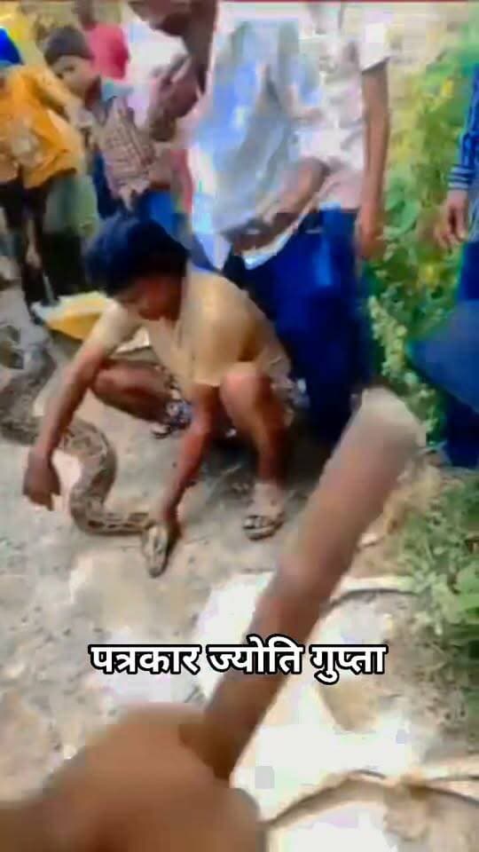 बलरामपुर में 10 फिट के विशालकाय अजगर ने बकरी को बनाया शिकार, गांव वालों ने अजगर को पकड़ा, दहशत में लोग