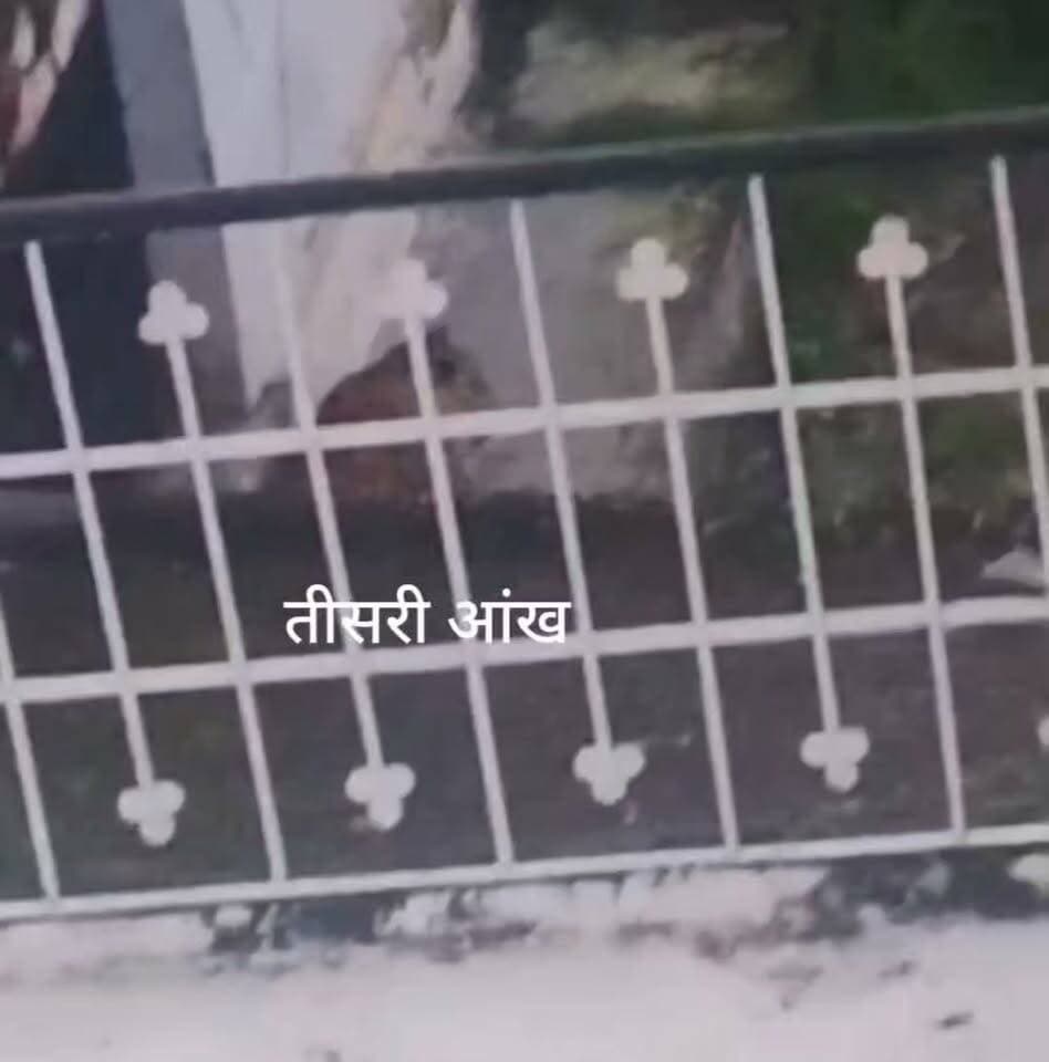 पौड़ी शहर के श्रीनगर रोड में फिर आवासीय बस्तियों के बीच आराम करता हुआ गुलदार।