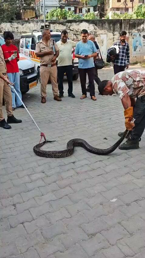 *हरिद्वार ब्रेकिंग*
हरिद्वार के जीडी हॉस्पिटल की मॉर्चरी में विशालकाय अजगर मिलने से हड़कंप, अजगर को देखकर मरीजों और आसपास मौजूद लोगों में दहशत फैल गई।
अजगर की सूचना मिलते ही वन विभाग की टीम मौके पर पहुंची, टीम ने कड़ी मशक्कत के बाद अजगर का सुरक्षित रेस्क्यू किया।
काफी प्रयास के बाद विशालकाय अजगर को काबू में लेकर जंगल में सुरक्षित छोड़ा गया, जिससे अस्पताल परिसर में मौजूद लोगों ने राहत की सांस ली।
दो दिन में अलग-अलग जगहों से अजगर के रेस्क्यू होने से क्षेत्र में चिंता का माहौल, लगातार अजगर निकलने से लोगों में दहशत बढ़ रही है।
बताया जा रहा है कि महज करीब एक किलोमीटर के दायरे में दो अजगरों का रेस्क्यू हो चुका है, ऐसे में स्थानीय लोग वन विभाग से लगातार सतर्कता और निगरानी की मांग कर रहे हैं।