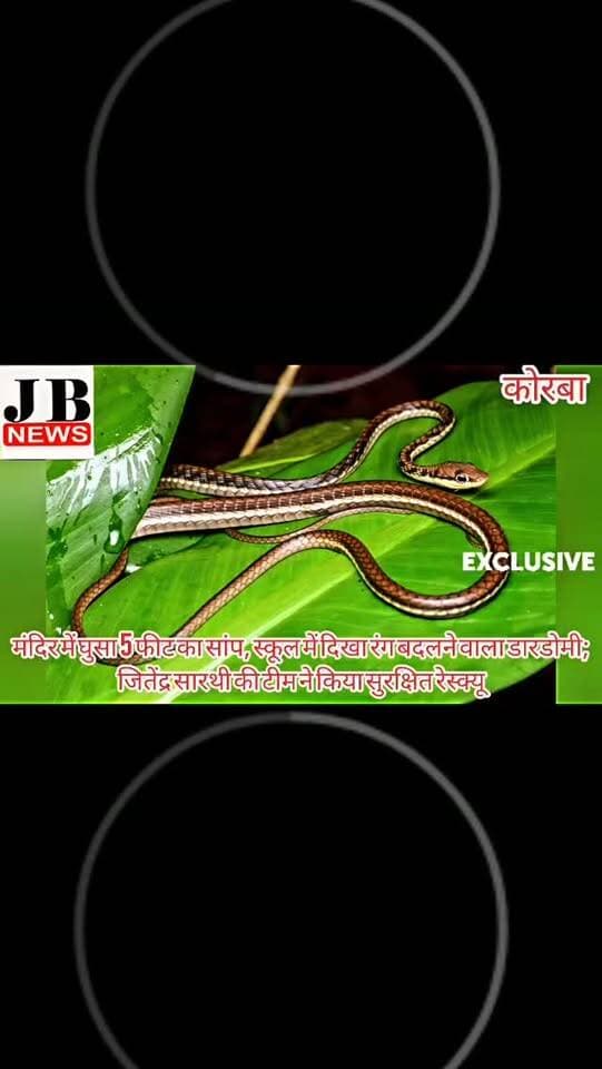 मंदिर में घुसा 5 फीट का सांप, स्कूल में दिखा रंग बदलने वाला डारडोमी; जितेंद्र सारथी की टीम ने किया सुरक्षित रेस्क्यू,देखिए विडिओ
https://jbnewskorba.in/मंदिर-में-घुसा-5-फीट-का-सांप/