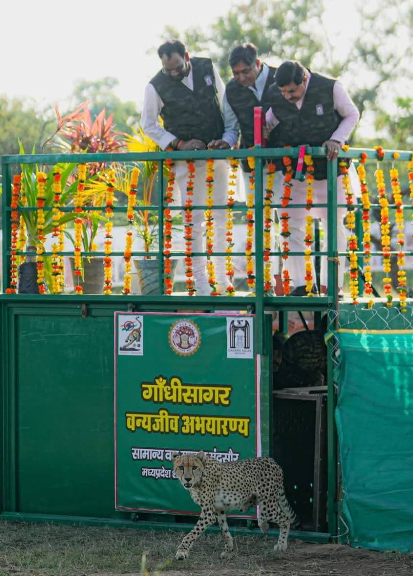 मुख्यमंत्री डॉ. मोहन यादव ने गांधी सागर अभयारण्य में छोड़ी मादा चीता ‘राधा’
राधाष्टमी के अवसर पर मादा चीता का किया नामकरण, गांधी सागर में चीतों की संख्या बढ़कर चार हुई
नीमच, 20 सितंबर 2026। मुख्यमंत्री डॉ. मोहन यादव ने रविवार को गांधी सागर अभयारण्य में मादा चीता सीसीबी-2 को वन क्षेत्र में विमुक्त किया। राधाष्टमी के अवसर पर मुख्यमंत्री डॉ. यादव ने मादा चीता का नामकरण ‘राधा’ किया और प्रदेशवासियों को इस अवसर पर बधाई दी। मादा चीता के गांधी सागर पहुंचने के साथ ही अभयारण्य में चीतों की संख्या बढ़कर चार हो गई है। यहां अब दो नर चीते प्रभाष और पावक तथा दो मादा चीते धीरा और राधा मौजूद हैं।
चीता पुनर्स्थापना परियोजना के चार वर्ष पूर्ण होने के अवसर पर आयोजित कार्यक्रम में गरोठ विधायक श्री चंदर सिंह सिसोदिया, मनासा विधायक श्री अनिरुद्ध माधव मारू, प्रमुख सचिव मध्य प्रदेश शासन श्री राघवेंद्र सिंह,प्रधान मुख्य वन संरक्षक(वाइल्डलाइफ) श्रीमती समिता राजोरा, सहित वन विभाग के अधिकारी एवं जनप्रतिनिधि उपस्थित रहे।
प्रोजेक्ट चीता के विस्तार की दिशा में महत्वपूर्ण कदम
मुख्यमंत्री डॉ. यादव ने कहा कि प्रधानमंत्री श्री नरेंद्र मोदी के नेतृत्व में मध्यप्रदेश में प्रोजेक्ट चीता निरंतर आगे बढ़ रहा है। चीतों की बढ़ती संख्या वन्यजीव संरक्षण के प्रति प्रदेश की प्रतिबद्धता और वन विभाग के सतत प्रयासों को दर्शाती है। मध्यप्रदेश वन्यजीव विविधता से समृद्ध प्रदेश है और टाइगर स्टेट के रूप में अपनी पहचान के साथ वन्यजीव संरक्षण के क्षेत्र में निरंतर नए आयाम स्थापित कर रहा है।
उन्होंने कहा कि गांधी सागर अभयारण्य में चीतों की उपस्थिति से इस क्षेत्र में पर्यटन को भी बढ़ावा मिलेगा। चीता संरक्षण के साथ स्थानीय स्तर पर रोजगार एवं पर्यटन गतिविधियों के विस्तार की संभावनाएं भी विकसित होंगी।
गांधी सागर में चीता संरक्षण का दायरा बढ़ा
मादा चीता राधा को गांधी सागर अभयारण्य में बसाया जाना कूनो के बाद मध्यप्रदेश में चीता संरक्षण के दूसरे प्रमुख आवास के रूप में गांधी सागर के विकास की दिशा में महत्वपूर्ण कदम है। गांधी सागर में चीतों के स्वास्थ्य, व्यवहार और नए वातावरण में उनके अनुकूलन की वन विभाग की टीम द्वारा लगातार निगरानी की जाएगी।
नई मादा चीता के आने से गांधी सागर में चीता संरक्षण एवं भविष्य में प्रजनन की संभावनाओं को भी बल मिलेगा। गांधी सागर को प्रोजेक्ट चीता के विस्तार के लिए विकसित किए जा रहे प्रमुख आवासों में शामिल किया जा रहा है।
‘सेकंड होम ऑफ चीता’ बुकलेट का विमोचन
इस अवसर पर मुख्यमंत्री डॉ. मोहन यादव ने वन विभाग द्वारा प्रकाशित “सेकंड होम ऑफ चीता- गांधी सागर वाइल्डलाइफ सैंक्चुअरी” बुकलेट का विमोचन भी किया। बुकलेट में गांधी सागर अभयारण्य में चीता संरक्षण, उनके अनुकूलन और क्षेत्र में विकसित की जा रही व्यवस्थाओं से संबंधित जानकारी संकलित की गई है।
मादा चीता राधा के गांधी सागर में आगमन के साथ अभयारण्य में दो नर और दो मादा सहित कुल चार चीते हो गए हैं, जो मध्यप्रदेश में प्रोजेक्ट चीता के विस्तार और वन्यजीव संरक्षण की दिशा में एक महत्वपूर्ण उपलब्धि है।
CM Madhya Pradesh
Jansampark Madhya Pradesh
Department of Forest, Madhya Pradesh
#Neemuch
#नीमच