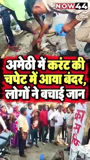 अमेठी में करंट की चपेट में आया बंदर, लोगों ने बचाई जान #now44news #ytshorts #up #breaking #amethi