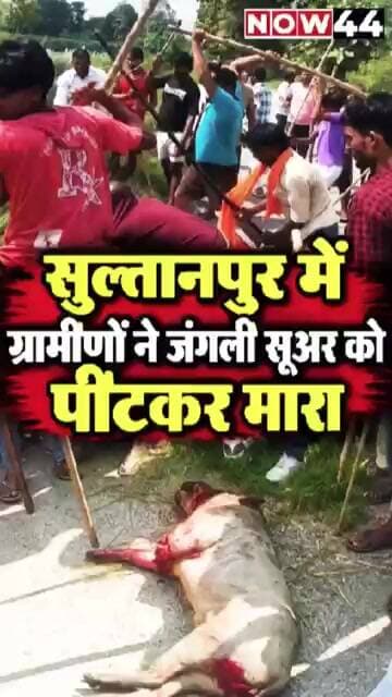 सुल्तानपुर में ग्रामीणों ने जंगली सूअर को पीटकर मारा #now44news #ytshorts #sultanpur #breakingnews