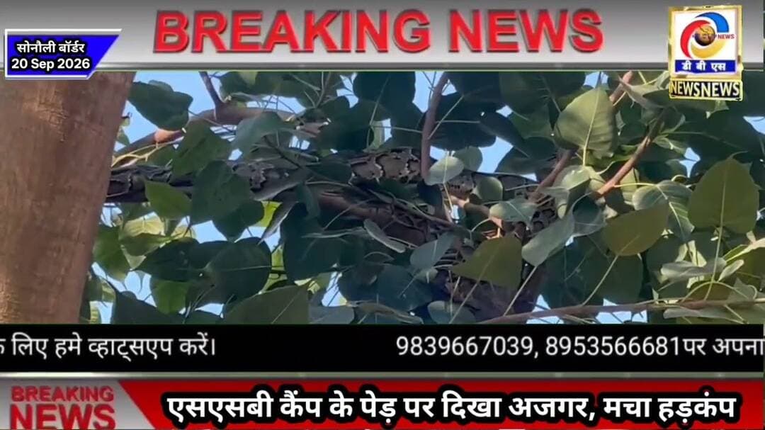 सोनौली बॉर्डर एसएसबी कैंप के पेड़ पर दिखा अजगर, मचा हड़कंप #बॉर्डर #Sonauli #Border #Python #अजगर