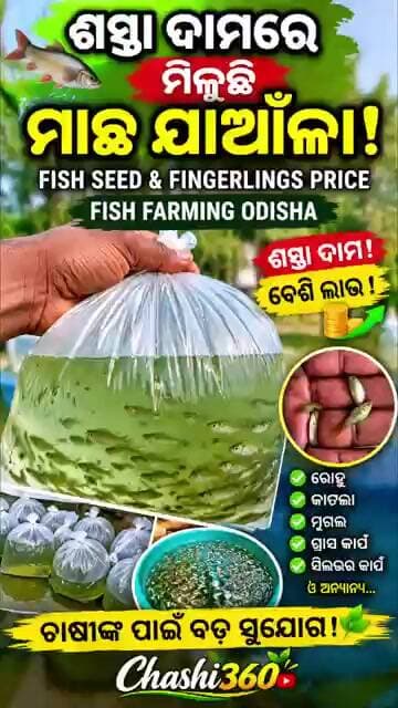 🐟 ଶସ୍ତା ଦାମରେ ମିଳୁଛି ମାଛ ଯାଆଁଳା! | Fish Seed & Fingerlings Price | Fish Farming Odisha | Chashi360
