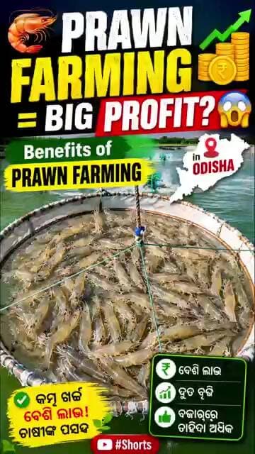 🦐 Prawn Farming = Big Profit? 😱 | Benefits of Prawn Farming in Odisha | #Shorts #fyp #youtubeshorts
