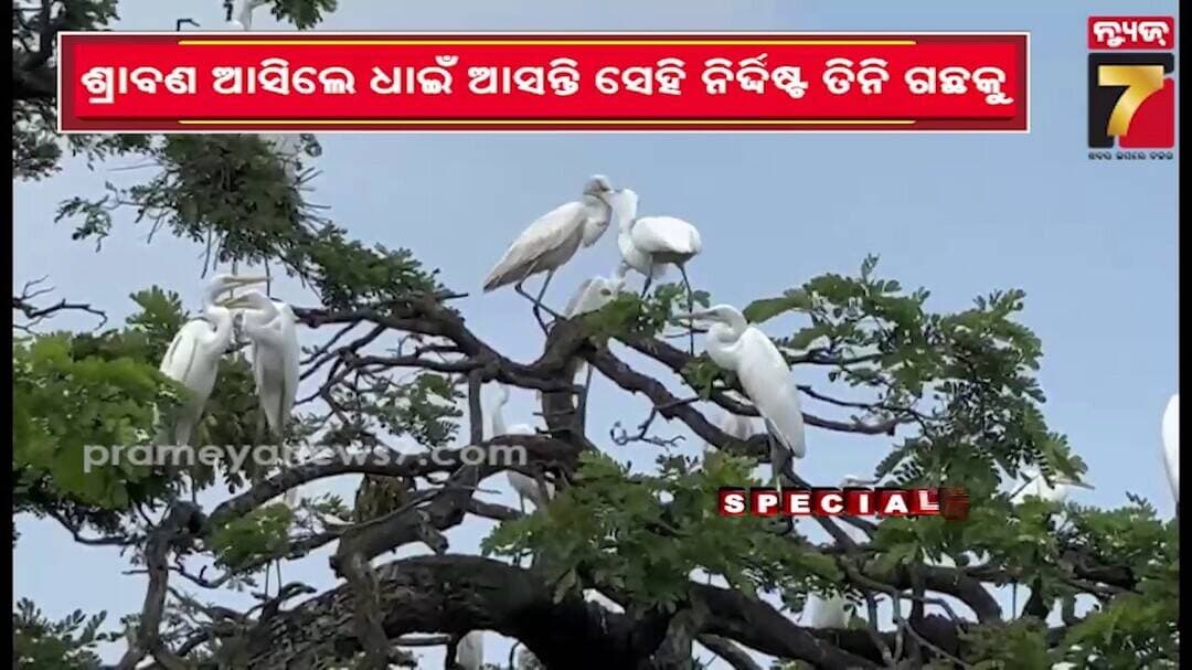 ୩ଟି ଗଛରେ ହଜାର ଜୀବନର ଆଶ୍ରୟ, ୨୦ ବର୍ଷର ନିଆରା ଏ ସମ୍ପର୍କ, ଏହି ବିଶ୍ୱାସ ଆଉ କେତେଦିନ? | PrameyaNews7