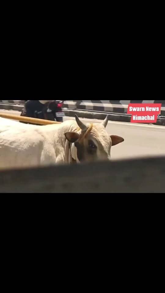 सड़क पर अचानक आया बैल , हुंडई क्रेटा से टकराने के बाद निकला आगे
टक्कर से कार का अगला हिस्सा हुआ क्षतिग्रस्त
#TamilNadu #HyundaiCreta #straybull