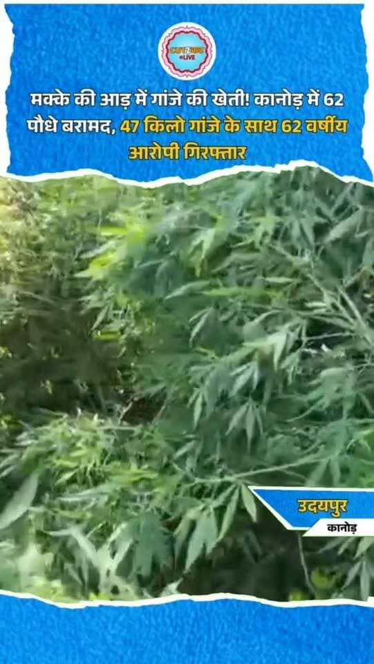 मक्के की आड़ में गांजे की खेती! कानोड़ में 62 पौधे बरामद, 47 किलो गांजे के साथ 62 वर्षीय आरोपी गिरफ्तार
उदयपुर के कानोड़ थाना क्षेत्र में पुलिस ने अवैध गांजे की खेती के खिलाफ कार्रवाई करते हुए एक आरोपी को गिरफ्तार किया है। निंबड़ी गांव के पहाड़ी इलाके में पुलिस ने मक्के की फसल की आड़ में उगाए गए गांजे के 62 पौधे बरामद किए। इनका कुल वजन 47.04 किलोग्राम बताया गया है। पुलिस के अनुसार एसपी डॉ. अमृता दुहन के निर्देशन में मादक पदार्थों के खिलाफ अभियान चल रहा है। थानाधिकारी भंवरलाल के नेतृत्व में 19 सितंबर को दबिश देकर आरोपी 62 वर्षीय रामलाल निवासी केसरपुरा को पकड़ा गया। पुलिस ने पौधों को जब्त कर आरोपी के खिलाफ एनडीपीएस एक्ट की धारा 8/20 और 8/25 में मामला दर्ज किया है।
#Udaipur #Kanod #Ganja #IllegalCultivation #DrugBust NDPSAct RajasthanPolice
