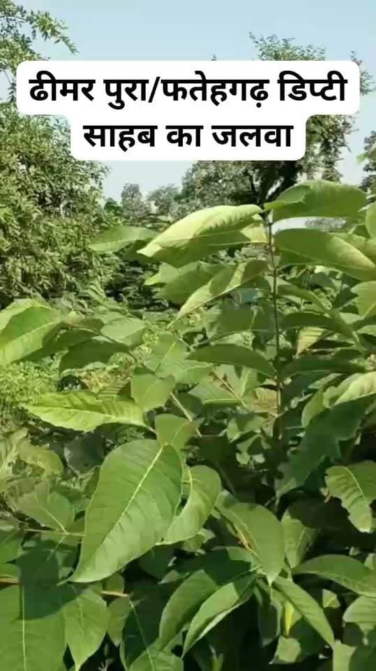 🔴 *BREAKING | फतेहगढ़ रेंज में हरे पेड़ों का कत्लेआम* 👉
*वन परिक्षेत्र फतेहगढ़ की ढीमरपुरा वन चौकी अंतर्गत जिम्मेदारों की लापरवाही कहें या उनके ही संरक्षण में हो रही हरे-भरे पेड़ों की कटाई!*
कार्रवाई के नाम पर सिर्फ खानापूर्ति हो रही है। बीट गार्ड और डिप्टी पर आखिर DFO साहब इतने मेहरबान क्यों हैं?
*यही है ट्रांसफर नीति के दुरुपयोग का नतीजा!*
जब 15/06/2026 के आदेश क्र. 1253/5395 के बाद भी सैकड़ों कर्मचारी अपनी मनमानी जगह पर जमे हैं, तो जंगल की सुरक्षा कौन करेगा?
सवाल तो बनता है - संरक्षण में कटाई या लापरवाही में लूट..❓
*दैनिक साधना न्यूज़*
*खबर नहीं, हम आईना दिखाते हैं* 👁️👁️
*किशन कश्यप - 9098718522* ✍️
#GunaForestScam
#FatehgarhRange
#DhimarpuraChowki
#DFOGuna
#HarePedKiKatai
#ForestMafia
#MPForestDepartment
#GunaBreaking
#DainikSadhnaNews
#KhabarNahiAainaDikhteHain
#KishanKashyap
#GunaNews
#MadhyaPradeshNews
#Expose
#jungleloot