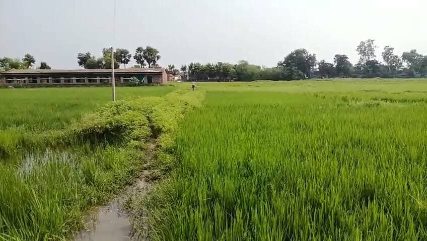 आजादी के दशकों बाद भी सड़क से वंचित है भुईयां बिगहा टोला, पगडंडी के सहारे आवागमन
औरंगाबाद जिले के मदनपुर प्रखंड के बनिया पंचायत अंतर्गत नगमतिया कब्रिस्तान से भुईयां बिगहा महादलित टोला तक संपर्क सड़क नहीं होने का मामला सामने आया है। करीब पांच सौ की आबादी वाले इस टोले के लोगों को आज भी खेतों के बीच बनी पगडंडी के सहारे आवागमन करना पड़ता है। ग्रामीणों के मुताबिक, भुईयां बिगहा महादलित टोला में सड़क नहीं होने के कारण चार पहिया वाहन तक नहीं पहुंच पाते हैं। सबसे ज्यादा परेशानी बरसात के दिनों में होती है। रास्ते में कीचड़ और पानी भर जाने के कारण बच्चों को स्कूल आने-जाने में परेशानी होती है। वहीं, किसी के बीमार पड़ने पर उसे अस्पताल पहुंचाने के लिए कई बार खाट पर लिटाकर पगडंडी के रास्ते ले जाना पड़ता है।
इस मामले को लेकर प्रखंड कांग्रेस कमेटी मदनपुर के प्रखंड अध्यक्ष संजीव कुमार सिंह ने जिला प्रशासन का ध्यान आकृष्ट कराया है। उन्होंने जिला पदाधिकारी औरंगाबाद एवं उप विकास आयुक्त औरंगाबाद को ईमेल के माध्यम से आवेदन भेजकर मामले की उच्चस्तरीय जांच कराने की मांग की है। संजीव कुमार सिंह ने कहा कि आजादी के इतने वर्षों बाद भी करीब पांच सौ लोगों की आबादी वाले इस टोले तक पक्की संपर्क सड़क का नहीं होना गंभीर समस्या है। उन्होंने प्रशासन से मांग की है कि नगमतिया कब्रिस्तान से भुईयां बिगहा महादलित टोला तक किसी भी उपयुक्त सरकारी मद से संपर्क सड़क का निर्माण कराया जाए, ताकि ग्रामीणों को आवागमन, शिक्षा और स्वास्थ्य से जुड़ी परेशानियों से राहत मिल सके।उन्होंने कहा कि सरकार की विकास योजनाओं का लाभ समाज के अंतिम व्यक्ति तक पहुंचना चाहिए। ऐसे में सड़क जैसी बुनियादी सुविधा से वंचित इस टोले की समस्या पर प्रशासन को गंभीरता से संज्ञान लेते हुए जल्द पहल करनी चाहिए। अब देखना यह है कि ग्रामीणों की इस समस्या पर जिला प्रशासन कब तक संज्ञान लेता है और संपर्क सड़क निर्माण की दिशा में क्या कार्रवाई की जाती है।