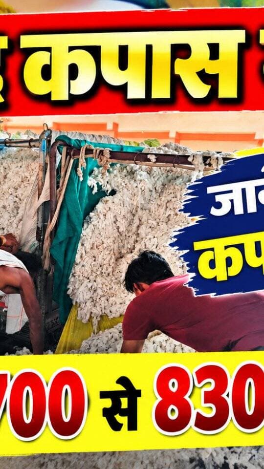 आज धामनोद मंडी में कपास का भाव इस प्रकार रहा, आज कई प्रकार की क्वालिटी के कपास की आवक हुई
आज कपास 5800 से लेकर 8300 तक क्वालिटी अनुसार बिका...
21 सितंबर 2026
Dhamnod Mandi Bhav
.
.
.
.
.
.
.
.
.
.
.
.
.
#dhamnodmandibhav #kapaskamandibhav #kapaskabhav #mandinews #kapasmandi