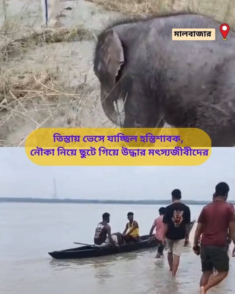 উদ্ধার ১৩দিনের হস্তী সাবক | বনদপ্তরের হাতে হস্তান্তর
##ᴍᴀʟʙᴀᴢᴀʀ #dooars #teestariver #kranti #gajoldobabarrage #fishermans #elephantrescue #elephantchild #dooarsforest #wbforestdepartment #wildliferescue #savewildlife #teestafisharman #northbengalfishermanforum