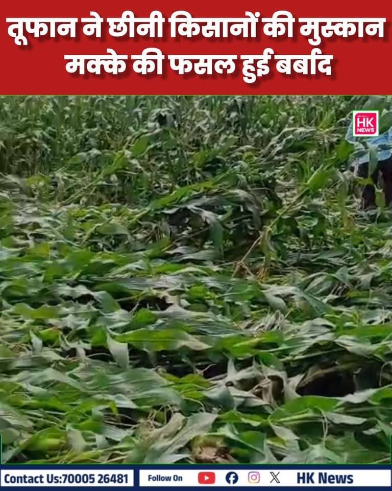 सिवनी में आफत की बारिश 🌧️
तूफान ने छीनी किसानों की मुस्कान, मक्के की फसल हुई बर्बाद 🌽💔
मिनी पंजाब क्षेत्र के 8 गांवों में भारी नुकसान, किसान मांग रहे हैं मुआवजा।
#Seoni #SeoniNews #MadhyaPradesh #MPNews #Kisan #Farmers #MakkaFasal #Mausam #Toofan #HKNews07 #Chhapara #MandiBhav #SeoniSamachar