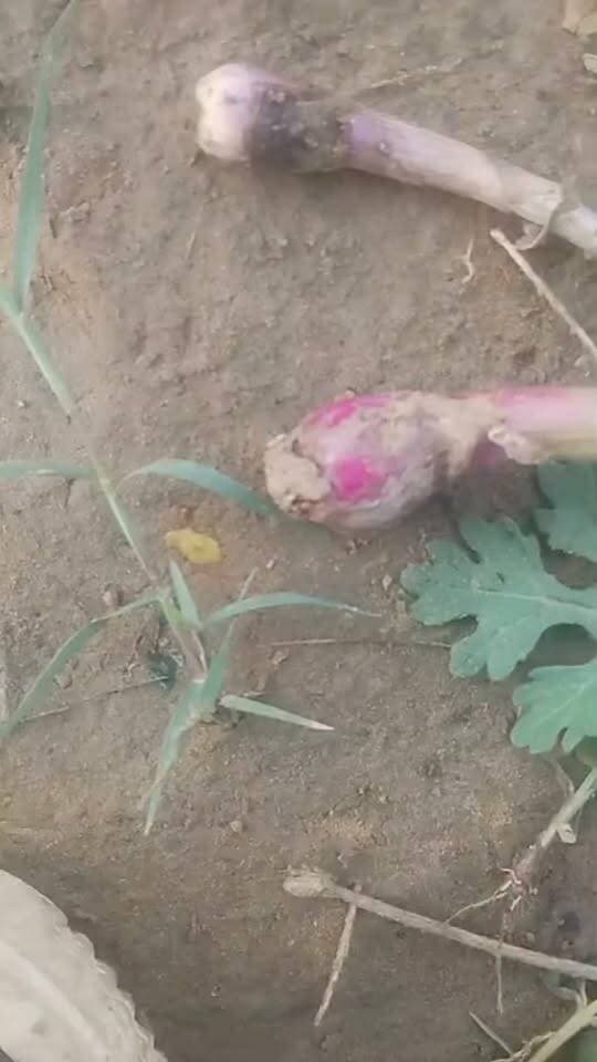 प्याज की जड़ में कीड़ा 🐛
#रील #प्याज