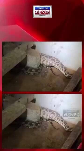 कोंबड्यांच्या खुराड्यात शिरला अजगर! गिळलेली कोंबडी बाहेर काढून सर्पमित्रांनी वाचवले दोघांचे प्राण
