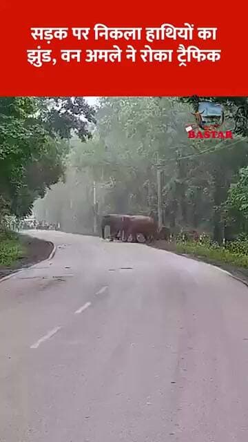 सड़क पर निकला हाथियों का झुंड, वन अमले ने रोका ट्रैफिक
