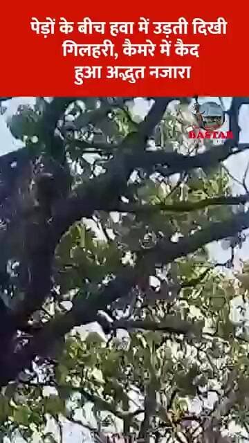 पेड़ों के बीच हवा में उड़ती दिखी गिलहरी, कैमरे में कैद हुआ अद्भुत नजारा