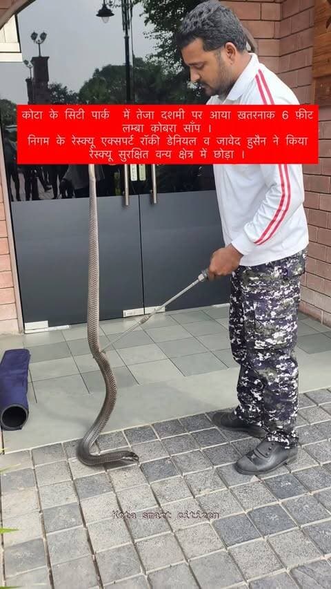 कोटा के सिटी पार्क में तेजा दशमी पर आया ख़तरनाक 6 फ़ीट लम्बा कोबरा साँप ।
निगम के रेस्क्यू एक्सपर्ट रॉकी डेनियल व जावेद हुसैन ने किया रेस्क्यू सुरक्षित वन्य क्षेत्र में छोड़ा ।