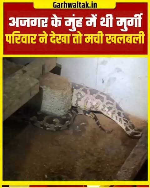 मुर्गियों के बाड़े में घुसा विशाल अजगर, 4 मुर्गियों को बनाया शिकार