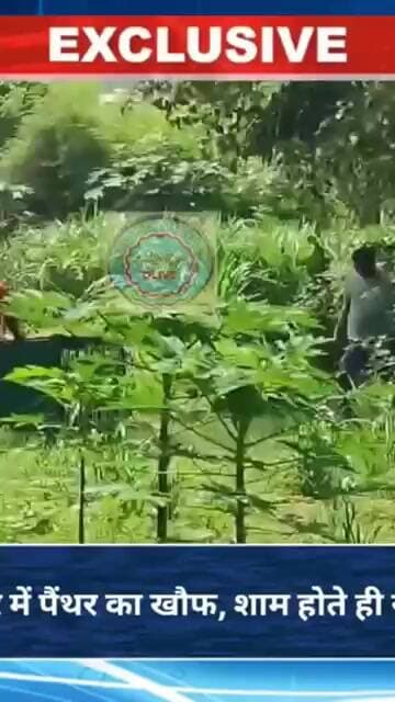 डूंगरपुर के पुराने शहर में पैंथर का खौफ, शाम होते ही सूनी पड़ने लगी सड़कें #latestnews #hindinews