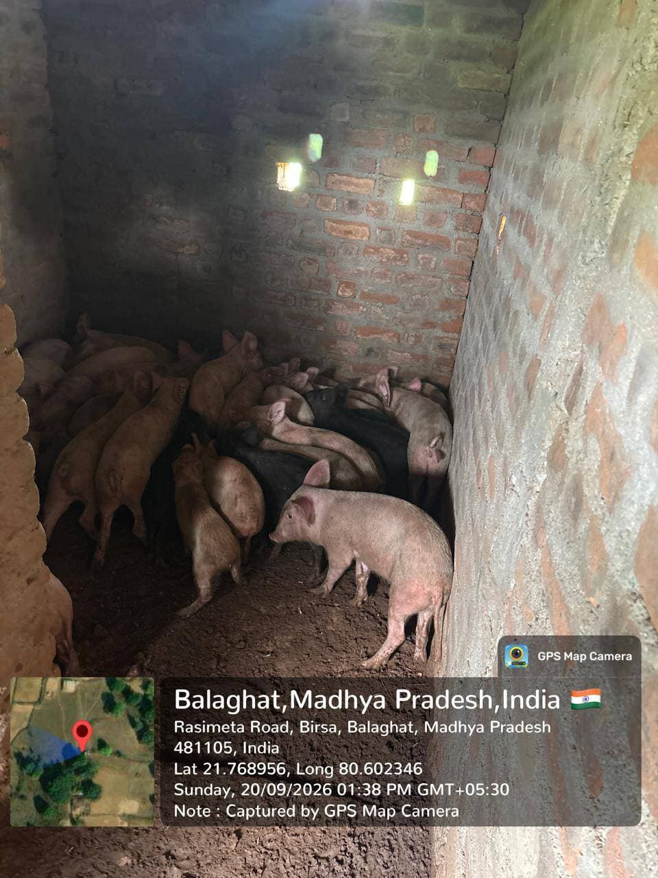 #बालाघाट
बिरसा क्षेत्र के बेरोजगार युवाओं को मिला स्वरोजगार का सहारा
कोरका, बोंदारी, दूल्हापुर, गिडोरी और कुंडेकसा सहित आधा दर्जन गांवों के युवाओं को वितरित की गई सूकर इकाइयां
आदिवासी जनजातीय बहुल बैहर-बिरसा क्षेत्र के ग्रामीण युवाओं को स्थानीय स्तर पर स्वरोजगार से जोड़ने की दिशा में पशुपालन विभाग द्वारा महत्वपूर्ण पहल की जा रही है। ग्रामीण अर्थव्यवस्था में पशुधन की भूमिका को मजबूत करते हुए विभाग द्वारा क्षेत्र के आर्थिक रूप से कमजोर एवं बेरोजगार युवाओं को विभिन्न पशुपालन गतिविधियों से जोड़कर उन्हें आत्मनिर्भर बनाने का प्रयास किया जा रहा है।
इसी क्रम में पिछले दो दिनों के दौरान बिरसा क्षेत्र के कोरका, बोंदारी, दूल्हापुर, गिडोरी और कुंडेकसा सहित लगभग आधा दर्जन गांवों के दो दर्जन से अधिक बेरोजगार युवाओं को सूकर इकाइयों का वितरण किया गया है। सूकर पालन के माध्यम से युवाओं को कम लागत में व्यवसाय प्रारंभ कर नियमित आय का साधन उपलब्ध कराने की दिशा में यह पहल महत्वपूर्ण मानी जा रही है।
उप संचालक पशु चिकित्सा सेवाएं डॉ. घनश्याम परते ने बताया कि विभाग द्वारा बैहर-बिरसा क्षेत्र के प्रभावित एवं जरूरतमंद ग्रामीण परिवारों तक स्वरोजगार की योजनाओं का लाभ पहुंचाने का प्रयास किया जा रहा है। विभाग द्वारा सूकर इकाई के साथ-साथ बकरी, गाय एवं मुर्गी पालन जैसी गतिविधियों को भी प्रोत्साहित किया जा रहा है।
कम लागत में आय का बेहतर माध्यम
पशुपालन विभाग के उप-संचालक डॉ. घनश्याम परते ने बताया कि आर्थिक रूप से कमजोर परिवारों और बेरोजगार युवाओं के लिए पशुपालन स्वरोजगार का अच्छा माध्यम बन सकता है। विशेष रूप से सूकर पालन में अपेक्षाकृत कम लागत में व्यवसाय शुरू कर आय अर्जित करने की संभावना रहती है। विभाग का उद्देश्य केवल पशु इकाइयों का वितरण करना ही नहीं, बल्कि ग्रामीण परिवारों को स्थायी स्वरोजगार से जोड़ना और उनकी आर्थिक स्थिति को मजबूत करना है।
ग्रामीण अर्थव्यवस्था को मिलेगा संबल
ग्रामीण क्षेत्रों में पशुधन लंबे समय से आजीविका का महत्वपूर्ण आधार रहा है। खेती के साथ पशुपालन को जोड़कर किसान एवं ग्रामीण परिवार अपनी आय के अतिरिक्त साधन विकसित कर सकते हैं। ऐसे में बिरसा क्षेत्र के बेरोजगार युवाओं को सूकर इकाइयों का वितरण उन्हें स्थानीय स्तर पर रोजगार उपलब्ध कराने के साथ-साथ ग्रामीण अर्थव्यवस्था को मजबूती देने की दिशा में भी एक महत्वपूर्ण कदम है।
#CMMadhyaPradesh
#JansamparkMP #सेवा_संकल्प_अभियान #SevaSankalpAbhiyan #AshirwadKaDiya