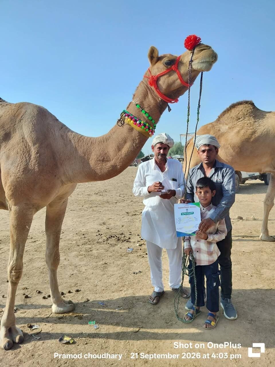 बजरंग जी सोनड़ी नोहर की ऊंटनी को गोगामेड़ी मेला में मिला 1500 रुपए का सांत्वना पुरस्कार।
#gogamedimela #gogajireels #gogajimela #nohar #bhadra #camel