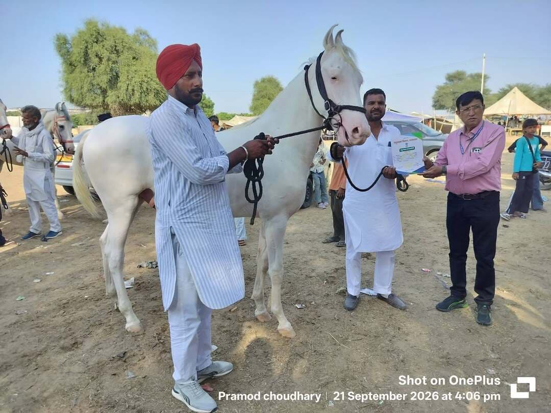 गोगामेड़ी पशु मेला एवं प्रदर्शनी में सिमरजीत निवासी पीरकामड़िया टिब्बी के घोड़े को मिला सांत्वना पुरस्कार ।
नोट घोड़ी ऊंठ ऊंटनी भैंस और बुल ( झोटे ) की प्रतियोगिता ही थी।
#gogamedimela #gogajimaharaj #gogajireels #viralreelsシ #trendingreels #horse
