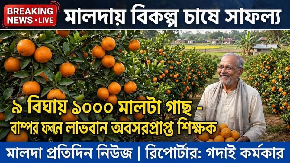 গদাই কর্মকার মালদাঃ মালদায় বিকল্প অর্থকরী ফসল হিসেবে মালটা চাষ করে সাফল্য পেয়েছেন অবসরপ্রাপ্ত শিক্ষক অনুপ কুমার ঝা। পুখুরিয়া থানার বেতাহা এলাকায় প্রায় নয় বিঘা জমিতে তিনি এক হাজারেরও বেশি মালটা গাছ লাগিয়েছেন। তাঁর বাড়ি ইংরেজবাজার থানার শোভানগর এলাকায়।
বর্তমানে গাছগুলিতে ভালো ফলন হওয়ায় বাণিজ্যিকভাবে মালটা বাজারজাত করছেন তিনি। জানা গিয়েছে, প্রথমে বাংলাদেশে ‘বাড়ি এক’ প্রজাতির মালটার ফলন শুরু হয়েছিল। বর্তমানে ভারতের নাসিক এলাকা থেকেও দেশের বিভিন্ন প্রান্তে এই মালটা সরবরাহ করা হয়।
অনুপবাবু জানান, তাঁর দাদা কৃষিবিজ্ঞানী। ২০১৮ সালে মালদায় বিকল্প চাষের পরামর্শ দিতে গিয়ে তিনি মালটা চাষের কথা বলেন। সেই পরামর্শ মেনে জেলায় প্রথম মালটা চাষ শুরু করেন অনুপবাবু। প্রথমদিকে পরিকল্পিতভাবে গাছ লাগাতে না পারলেও পরবর্তীতে অভিজ্ঞতা ও পরিচর্যার মাধ্যমে সাফল্য পান।
সেপ্টেম্বরের শেষ দিক থেকে অক্টোবর মাস পর্যন্ত গাছ থেকে মালটা পেড়ে বাজারজাত করা হয়। মালদার পাশাপাশি বিহার-সহ বিভিন্ন রাজ্যের ব্যবসায়ীরা এই ফল কিনে নিয়ে যাচ্ছেন। জেলার আমবাজারের ব্যবসায়ীরাও মালটা সংগ্রহ করছেন।
অনুপবাবুর দাবি, মালদার মাটি ও আবহাওয়া মালটা চাষের জন্য যথেষ্ট উপযোগী। এখানকার ফলের স্বাদ ও গুণমানও ভালো।