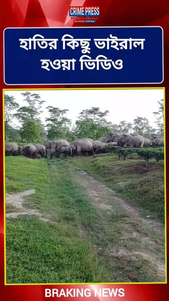 হাতির কিছু ভাইরাল হওয়া ভিডিও
#Alipurduar