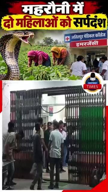 ललितपुर ब्रेकिंग महरौनी क्षेत्र में अलग अलग गाँव में उर्द की फ़सल में काम करते समय सर्पदंश से बिगड़ी