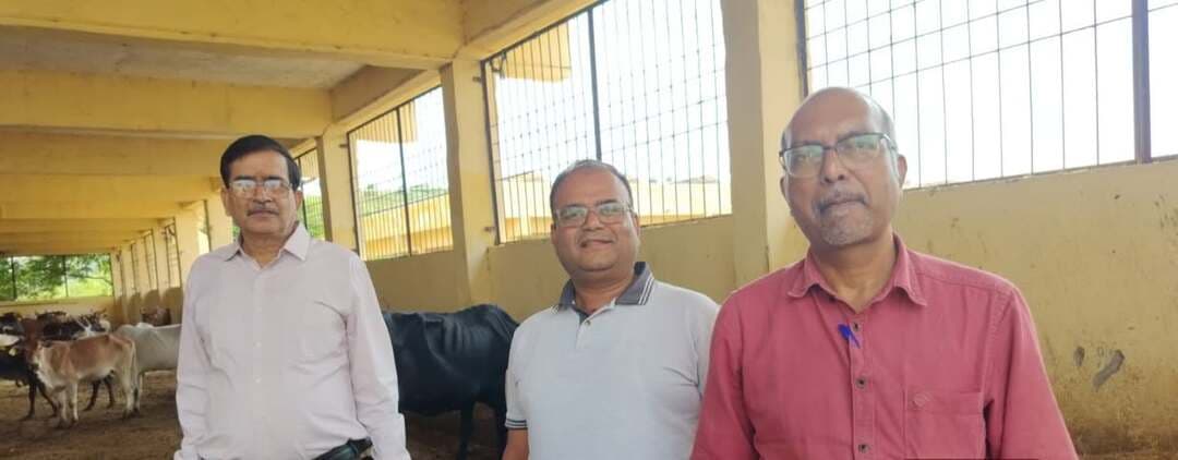 गौवंश में लम्पी बीमारी को लेकर पशुपालन विभाग सतर्क
@followers @top fans District Collector & Magistrate - Udaipur News 24 Udaipur
#udaipur #viralpost #nonfollowers #pashupalan
उदयपुर, 30 सितंबर। अतिरिक्त निदेशक क्षेत्र पशुपालन विभाग संभाग डॉ. शैलेन्द्र कुमार शुक्ला ने शिवशंकर गौशाला पाराखेत, काइन हाउस तीतरड़ी एवं पशुपति कल्याण परिषद बलीचा का निरीक्षण किया। निरीक्षण के दौरान उन्होंने लम्पी बीमारी से बचाव को लेकर आवश्यक दिशा-निर्देश प्रदान किए।
डॉ. शुक्ला ने कहा कि नए पशुओं को गौशाला में शामिल करने से पहले 15 दिन तक अलग स्थान पर रखा जाए। साथ ही गौशालाओं में साफ-सफाई व्यवस्था का विशेष ध्यान रखने के निर्देश दिए। उन्होंने बताया कि किसी भी पशु में बीमारी के लक्षण पाए जाने पर तत्काल नजदीकी पशु चिकित्सा अधिकारी को सूचना दे, ताकि पशुओं में फैल रहे लम्पी रोग से बचा जा सके। उन्होंने निरीक्षण के दौरान गौशालाओं में आवश्यक सुविधाओं को लेकर भी दिशा-निर्देश दिए गए। इस अवसर पर ब्लॉक पशु चिकित्सा एवं स्वास्थ्य अधिकारी हिरण मंगरी डॉ. अंकेश जैन, वरिष्ठ पशु चिकित्सा अधिकारी कानपुर डॉ. मुकेश कुमार नागोरी एवं कृषि उपज मंडी से डॉ. योगेश बरोलिया उपस्थित रहे।
