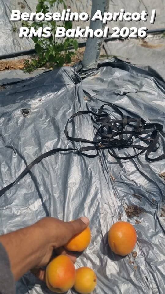 Beroselino Apricot | RMS Bakhol 2026
Early apricot variety for the lower belt of Himachal Pradesh. Beroselino अपनी early maturity, attractive fruit और promising quality के कारण हिमाचल के निचले क्षेत्रों के लिए एक interesting apricot variety है।
RMS Bakhol में trial — अब परिणाम बताएंगे इसकी असली क्षमता।
🍑 New Variety • Early Harvest • Himachal Trial
RMS doesn’t talk… RMS shows.