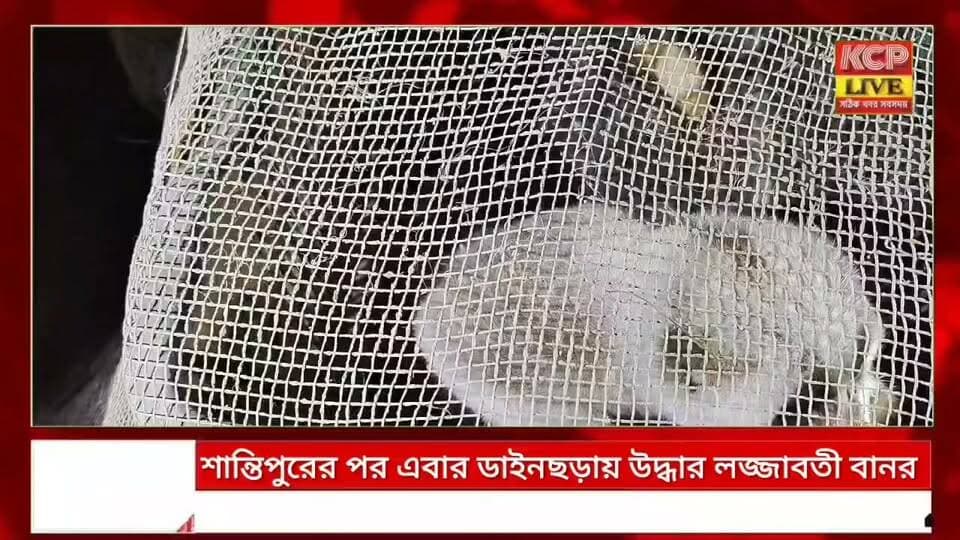 শান্তিপুরের পর এবার ডাইনছড়ার লোকালয়ে উদ্ধার লজ্জাবতী বানর ।।
নির্বিচারে বন ধ্বংসের ফলে বনাঞ্চলের বন্যপ্রাণী ক্রমশ লোকালয়ে চলে আসছে । কয়েক মাস পূর্বে কাঞ্চনপুর মহকুমার শান্তিপুরের পর এবার ডাইনছড়া গ্রাম থেকে উদ্ধার হল বিরল প্রজাতির বেঙ্গল স্লো লরিস বা লজ্জাবতী বানর। সোমবার সন্ধ্যায় ডাইনছড়ার একটি বাড়ির বাঁশঝাড় থেকে প্রাণীটিকে দেখতে পান স্থানীয়রা। পরবর্তী সময় উদ্ধারের সময় বানরের কামড়ে তিন যুবক আহত হন বলে জানা গেছে। পরে বন দপ্তরে খবর দেওয়া হলে কাঞ্চনপুর মহকুমা বন দপ্তরের কর্মীরা ঘটনাস্থলে পৌঁছে লজ্জাবতী বানরটিকে উদ্ধার করে নিয়ে যান। বেঙ্গল স্লো লরিস মূলত নিশাচর প্রাণী। দক্ষিণ-পূর্ব এশিয়া, ভারতের উত্তর-পূর্বাঞ্চল এবং ত্রিপুরার বিভিন্ন বনাঞ্চলেও এই প্রাণীর দেখা মেলে।
#dharmanagar #kanchanpur #panisagar #Kadamtala #kailashahar #churaibari #BreakingNews #khowai #agartala #tripura