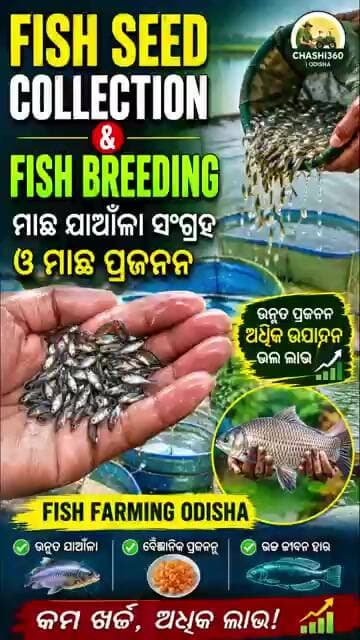 🐟 Fish Seed Collection & Fish Breeding 🐟 | ମାଛ ଯାଆଁଳା ସଂଗ୍ରହ ଓ ମାଛ ପ୍ରଜନନ | Fish Farming Odisha