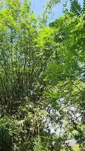 বিশাল অজগর সাপ উদ্ধার সকাল সকাল