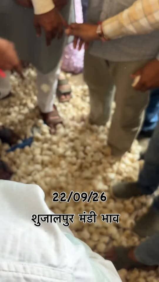 #viralreels #viralreelsvideo #trending #reelkarofeelkaro #mandibhavkalapipal